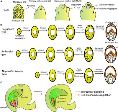 female gametophyte in angiosperms